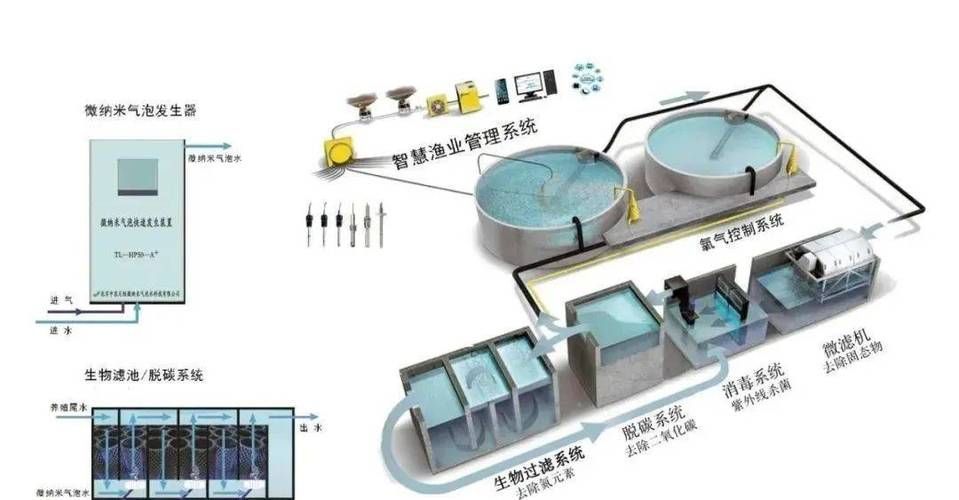 松江龍魚養殖需要哪些技術？，上海松江龍魚養殖技術