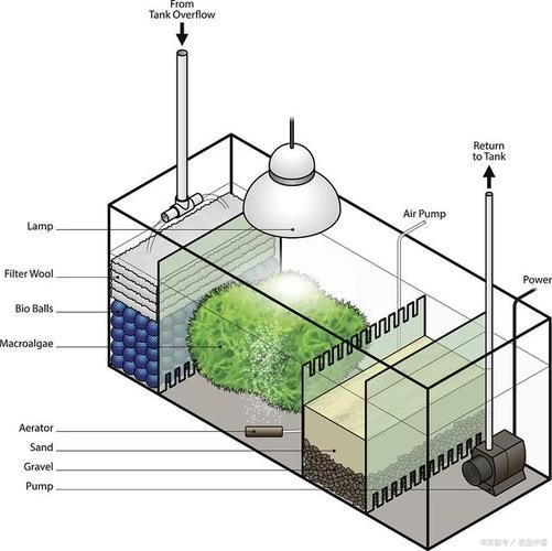 松江龍魚養殖需要哪些技術？，上海松江龍魚養殖技術