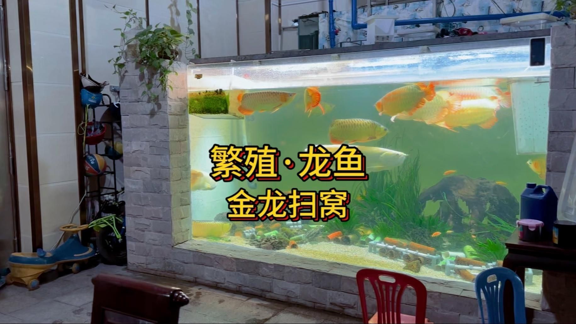 龍魚繁殖期有哪些行為表現？，龍魚在繁殖期有哪些行為表現？