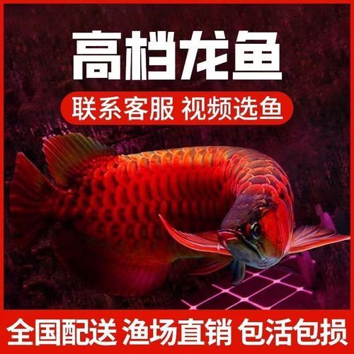 超血紅龍最建議買哪一種，印尼紅龍魚活體魚辣椒紅龍魚活體魚辣椒紅龍金龍魚活體魚辣椒紅龍