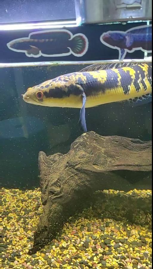 天王紅龍有哪些品種？，天王紅龍養殖指南，掌握發色關鍵期管理