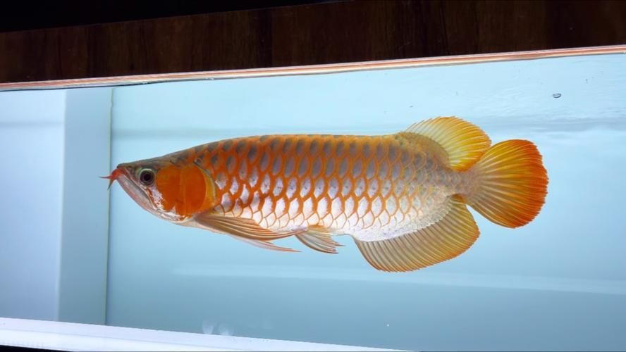 天王紅龍有哪些品種？，天王紅龍養殖指南，掌握發色關鍵期管理