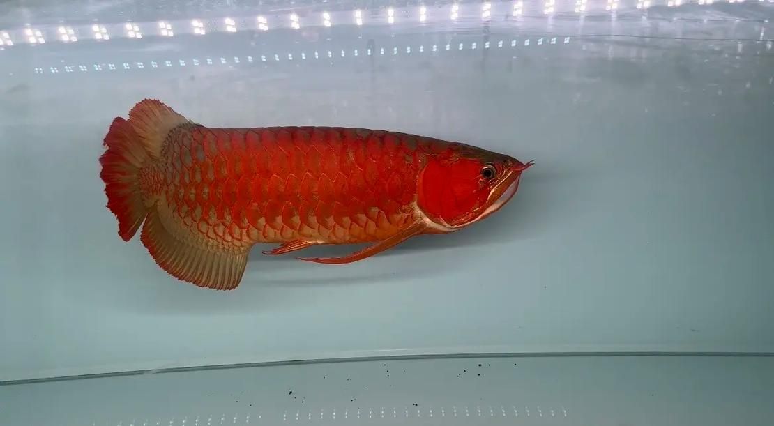 天王紅龍有哪些品種？，天王紅龍養殖指南，掌握發色關鍵期管理
