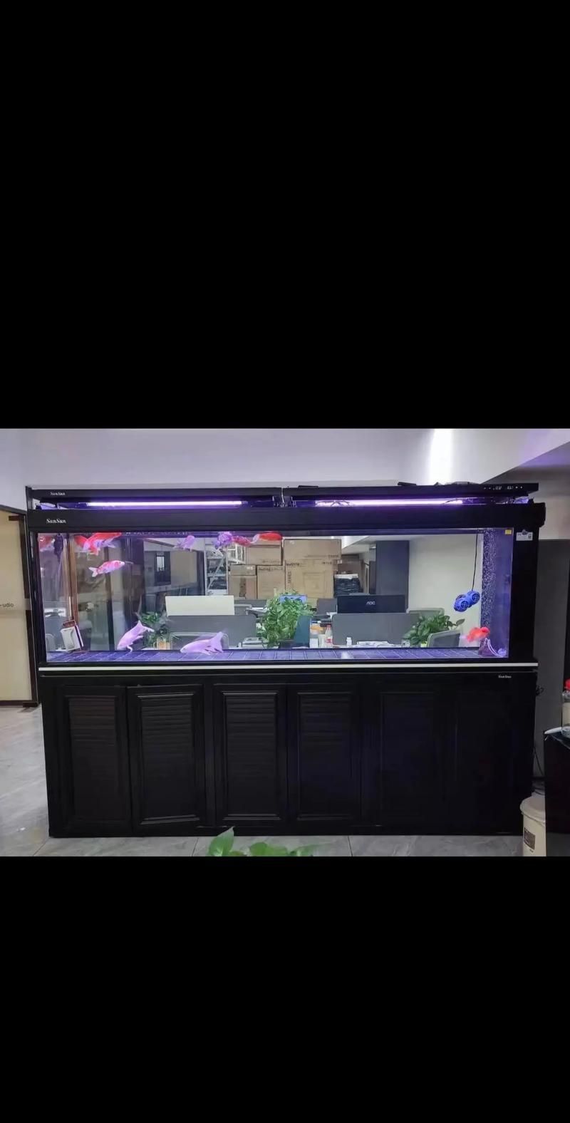 有哪些品牌魚缸適合養(yǎng)紅龍魚？，適合養(yǎng)紅龍魚的優(yōu)質(zhì)魚缸品牌