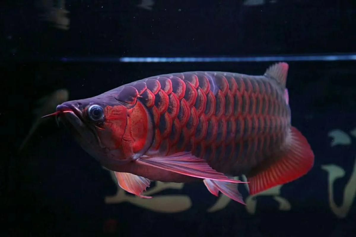 紅龍魚最好的三個牌子，紅龍魚市場三大頂級品牌