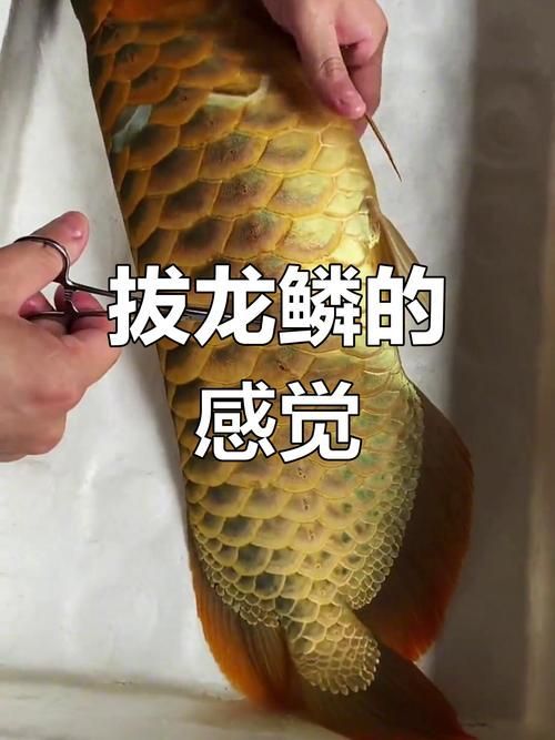 龍魚溶鱗中期和后期的癥狀圖片，龍魚溶鱗中期和后期癥狀