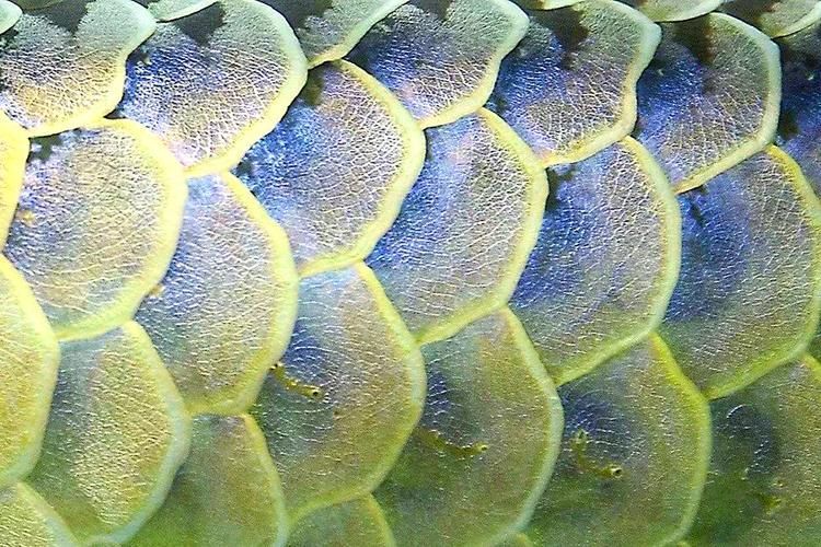 龍魚溶鱗中期和后期的癥狀圖片，龍魚溶鱗中期和后期癥狀