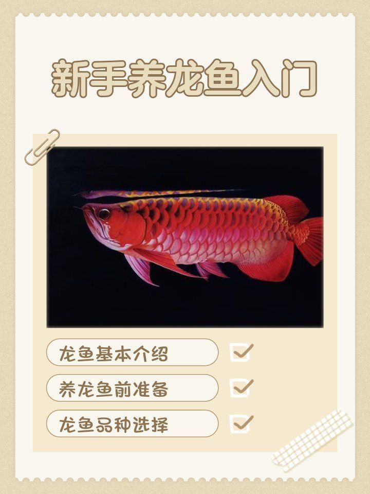 龍魚(yú)在淡水魚(yú)中有什么特點(diǎn)？，龍魚(yú)在淡水魚(yú)中有什么特點(diǎn)，龍魚(yú)品種圖鑒，