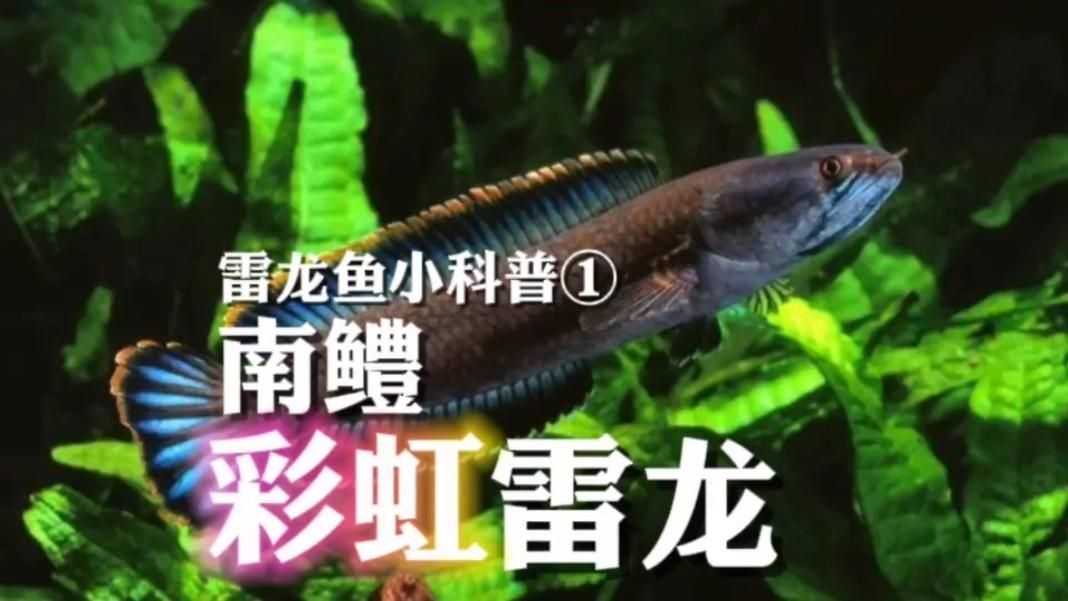 彩虹雷龍魚哪個品種最受歡迎，你真的了解“趴缸王”——彩虹雷龍魚嗎