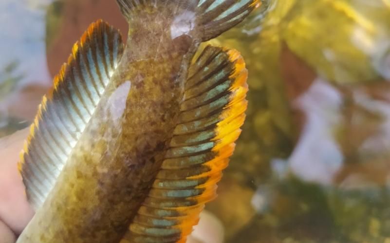 彩虹雷龍魚哪個品種最受歡迎，你真的了解“趴缸王”——彩虹雷龍魚嗎