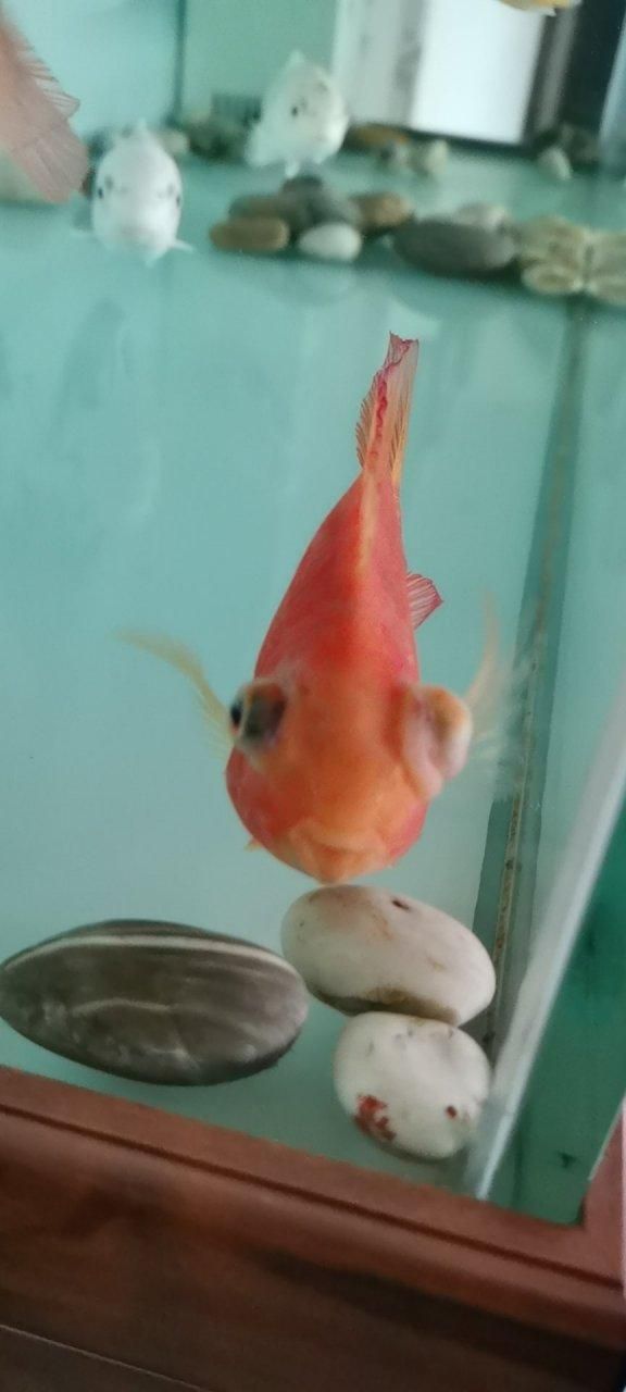 如何判斷魚突眼的嚴重程度