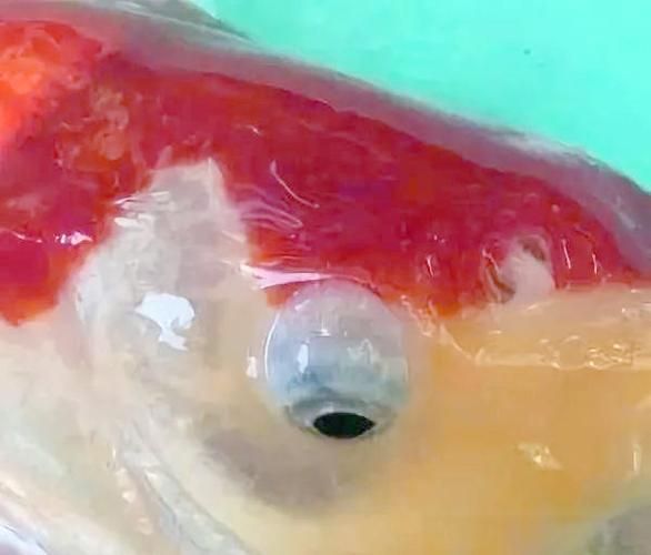 如何判斷魚突眼的嚴重程度