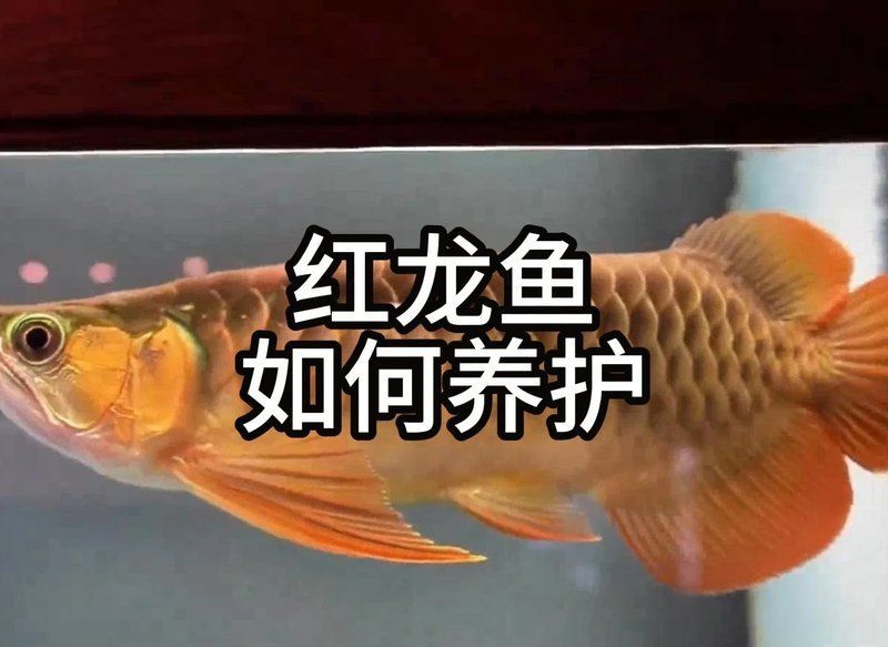 紅龍魚的最佳飼養方法，紅龍魚的最佳飼養指南:紅龍魚的最佳飼養方法需從