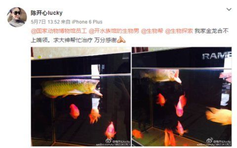 正骨治療龍魚嘴巴脫臼的成功率有多高？，正骨治療龍魚嘴脫臼成功率有多高？