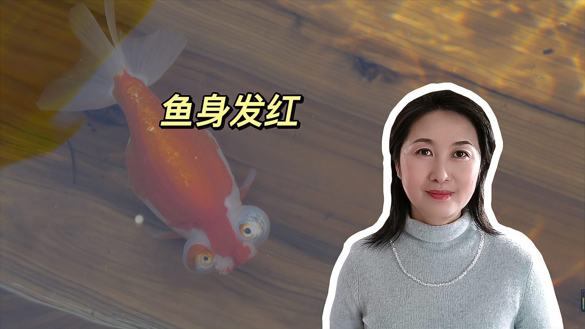 魚身上發(fā)紅是什么病，魚身上發(fā)紅是怎么回事