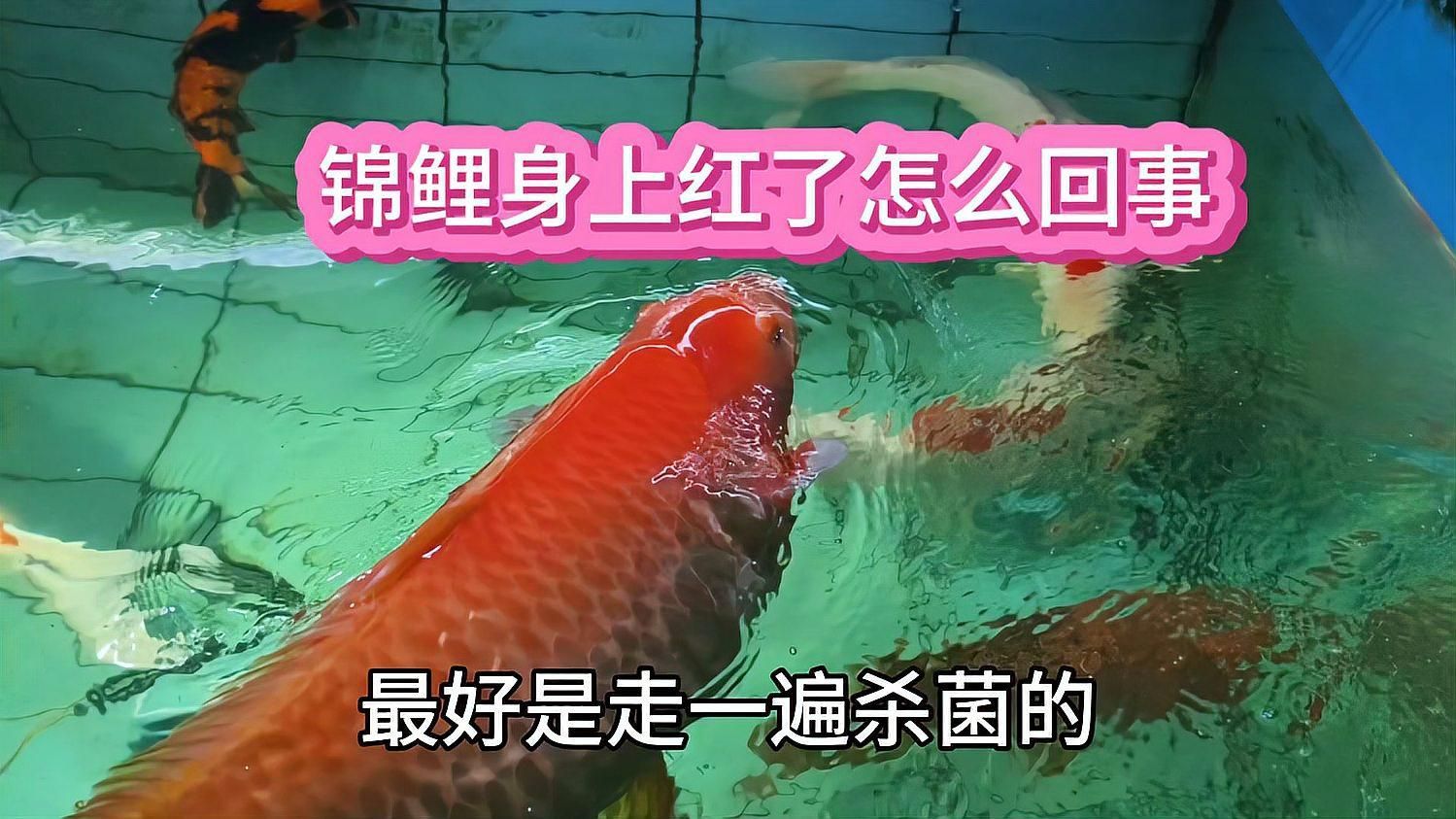 魚身上發紅是什么病，魚身上發紅是怎么回事