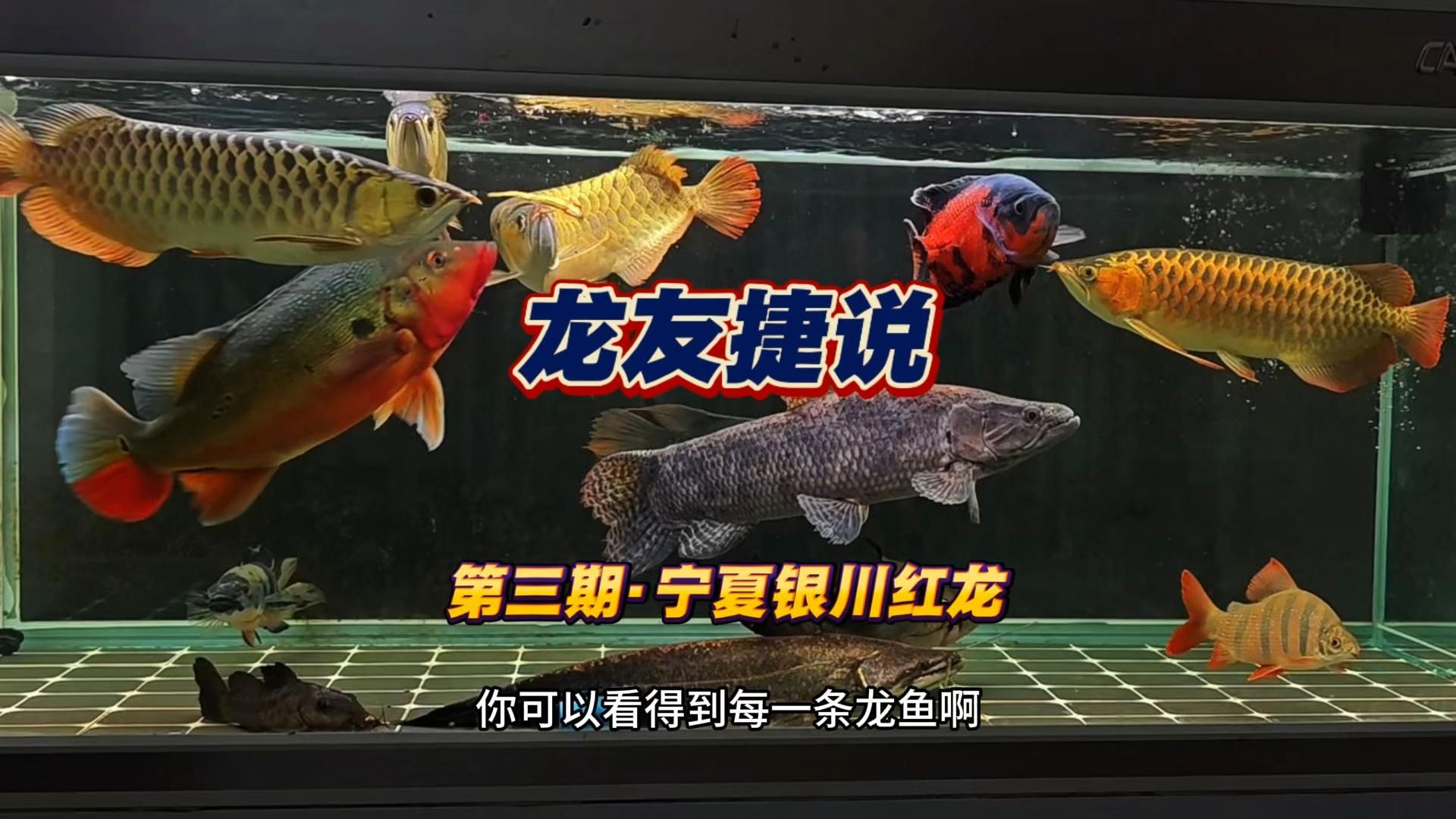紅龍魚最佳顏色是什么時候出現的，紅龍魚發色全攻略，從黃到深紅的蛻變秘籍