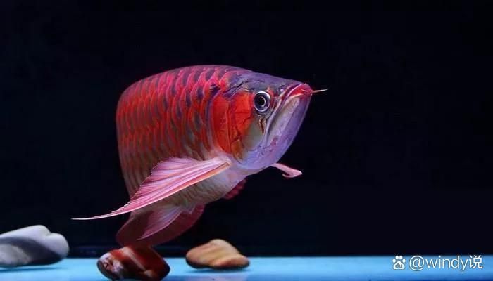 龍魚混養(yǎng)有哪些注意事項(xiàng)？