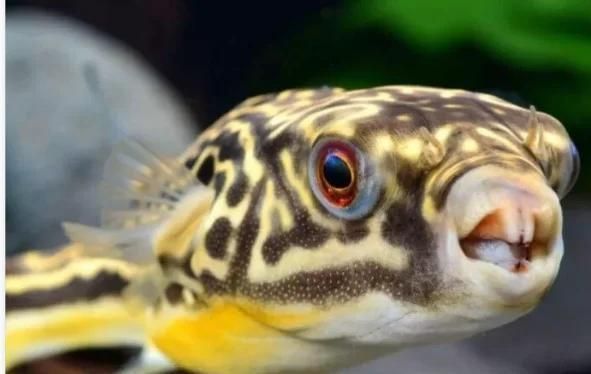 如何辨別斑馬狗頭魚的品質？，如何辨別斑馬狗頭魚