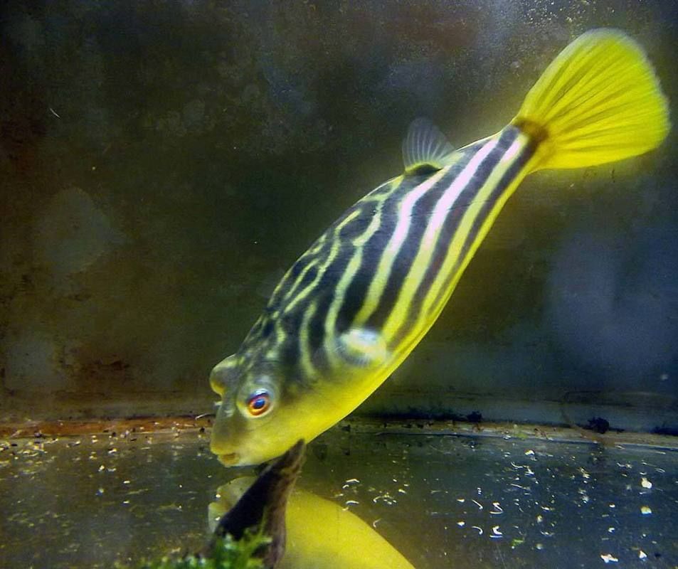 如何辨別斑馬狗頭魚的品質？，如何辨別斑馬狗頭魚