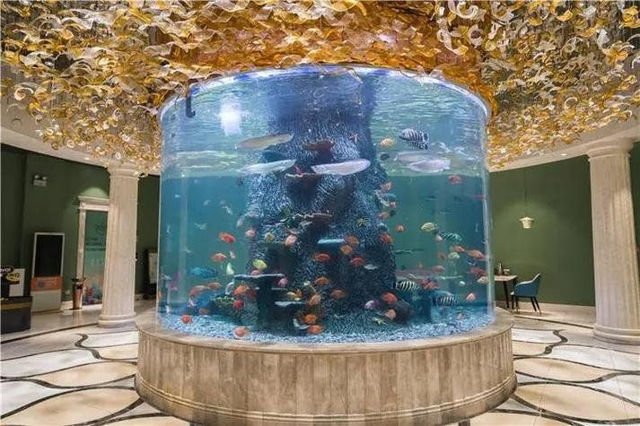 如何維護龍魚魚缸的水質？，魚缸水質檢測全攻略計劃獨居的萌猹猹