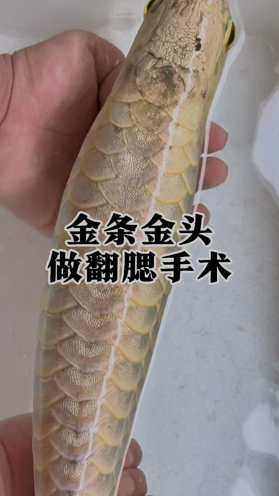 龍魚翻腮硬化后如何治療，龍魚翻腮硬化后如何治療龍魚翻腮硬化后唯一有效的治療方法