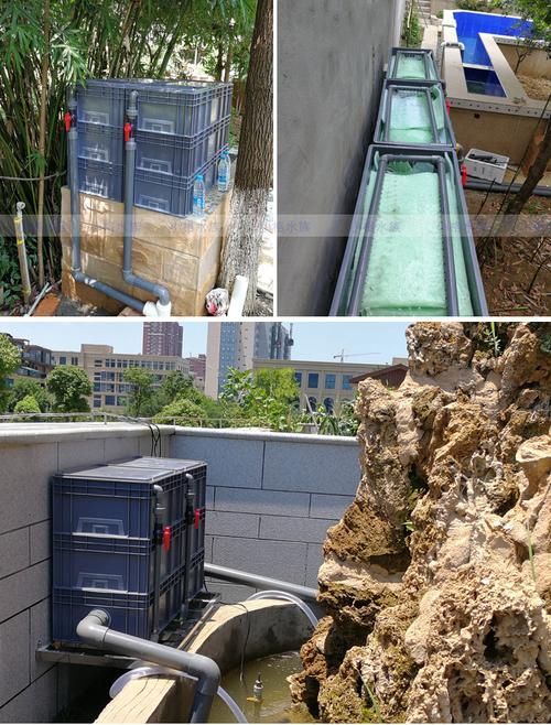 如何降低新會龍魚的飼養成本，如何降低新會龍魚飼養成本