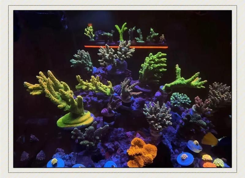 如何降低新會龍魚的飼養成本，如何降低新會龍魚飼養成本