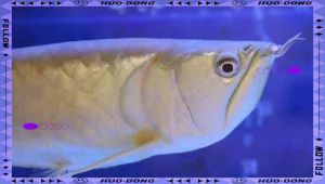 如何判斷銀龍魚(yú)是否鰾itis？，銀龍魚(yú)患有鰾itis怎么辦