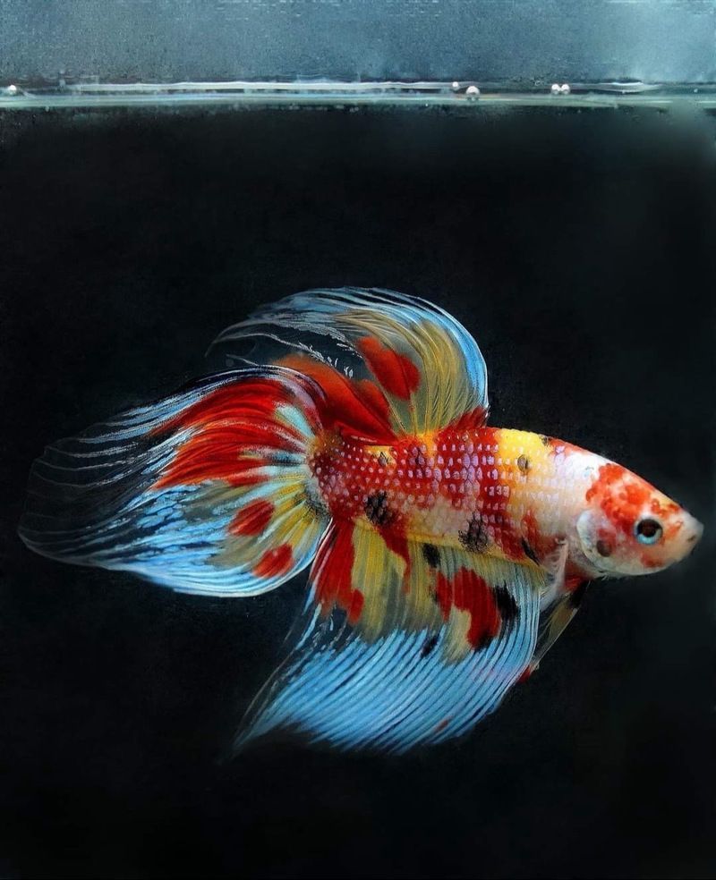 給我一些馬尾龍魚的圖片欣賞，關于馬尾龍魚的一些圖片欣賞