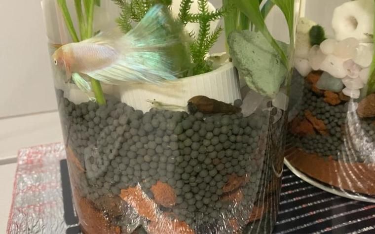 如何預防觀賞魚爛鰓病，如何預防觀賞魚爛鰓病預防觀賞魚爛鰓病的預防詳解