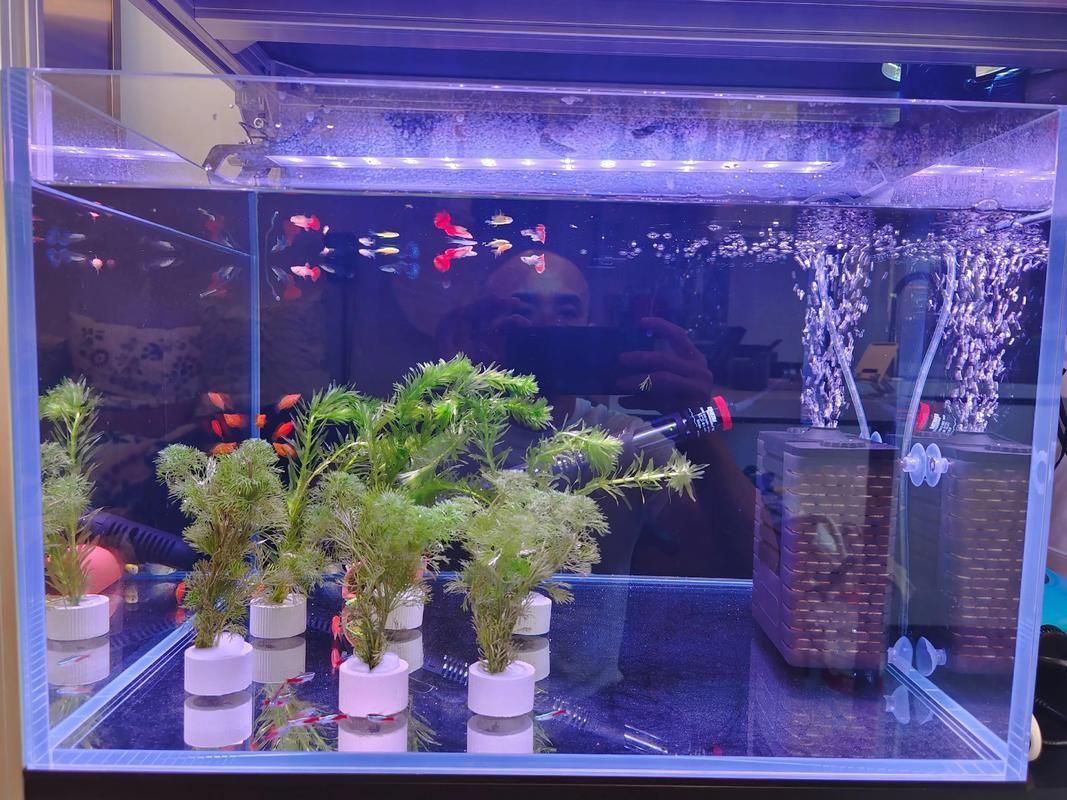 如何預防觀賞魚爛鰓病，如何預防觀賞魚爛鰓病預防觀賞魚爛鰓病的預防詳解