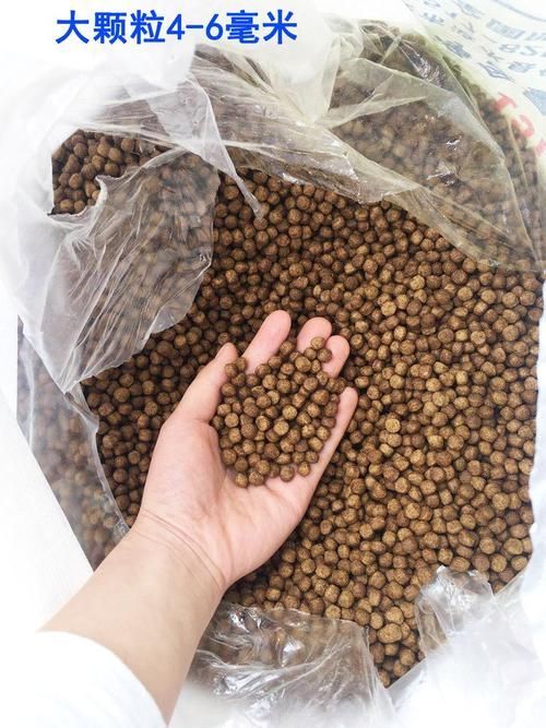 有哪些品牌飼料魚值得推薦？