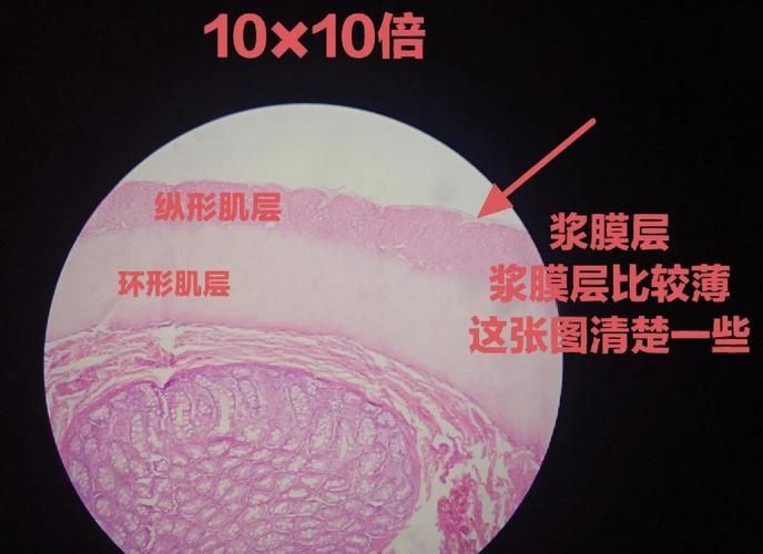 爛尾病能治愈嗎，mcp工具為爛尾病的診療指南、專家推薦或治療案例