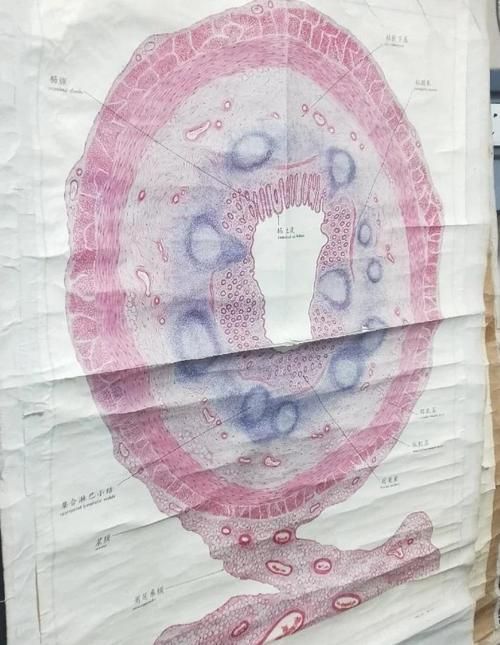爛尾病能治愈嗎，mcp工具為爛尾病的診療指南、專家推薦或治療案例