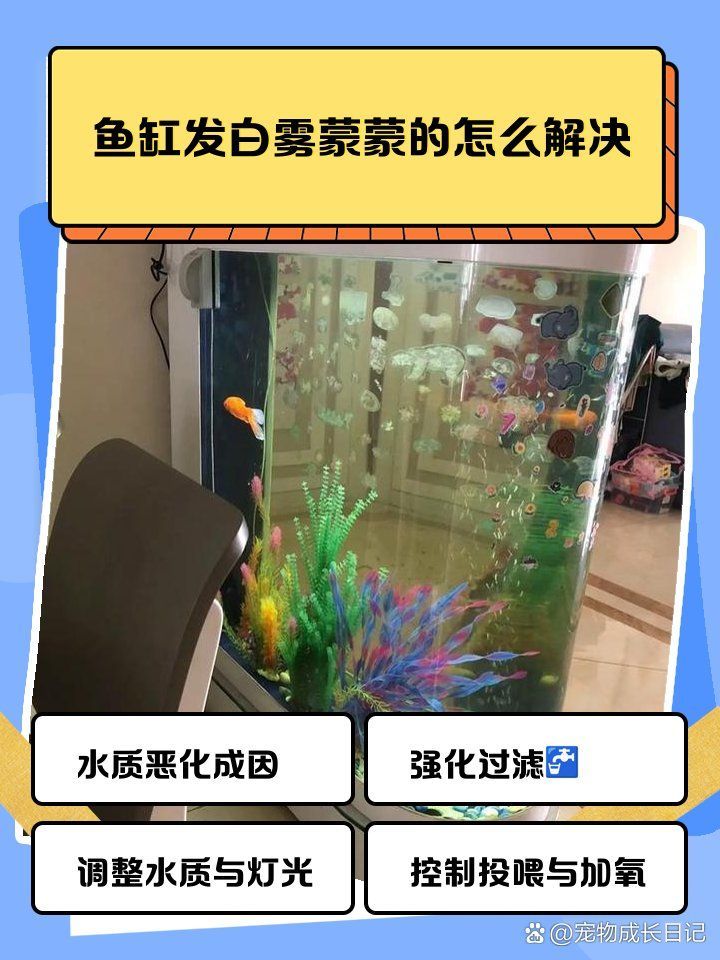 有哪些方法可以預(yù)防龍魚起白霧，有哪些方法可以預(yù)防龍魚起白霧,龍魚眼睛出現(xiàn)白霧