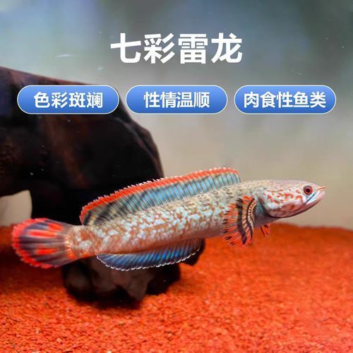 給我一些彩虹雷龍魚的圖片
