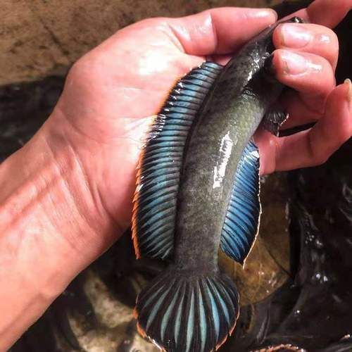 給我一些彩虹雷龍魚的圖片