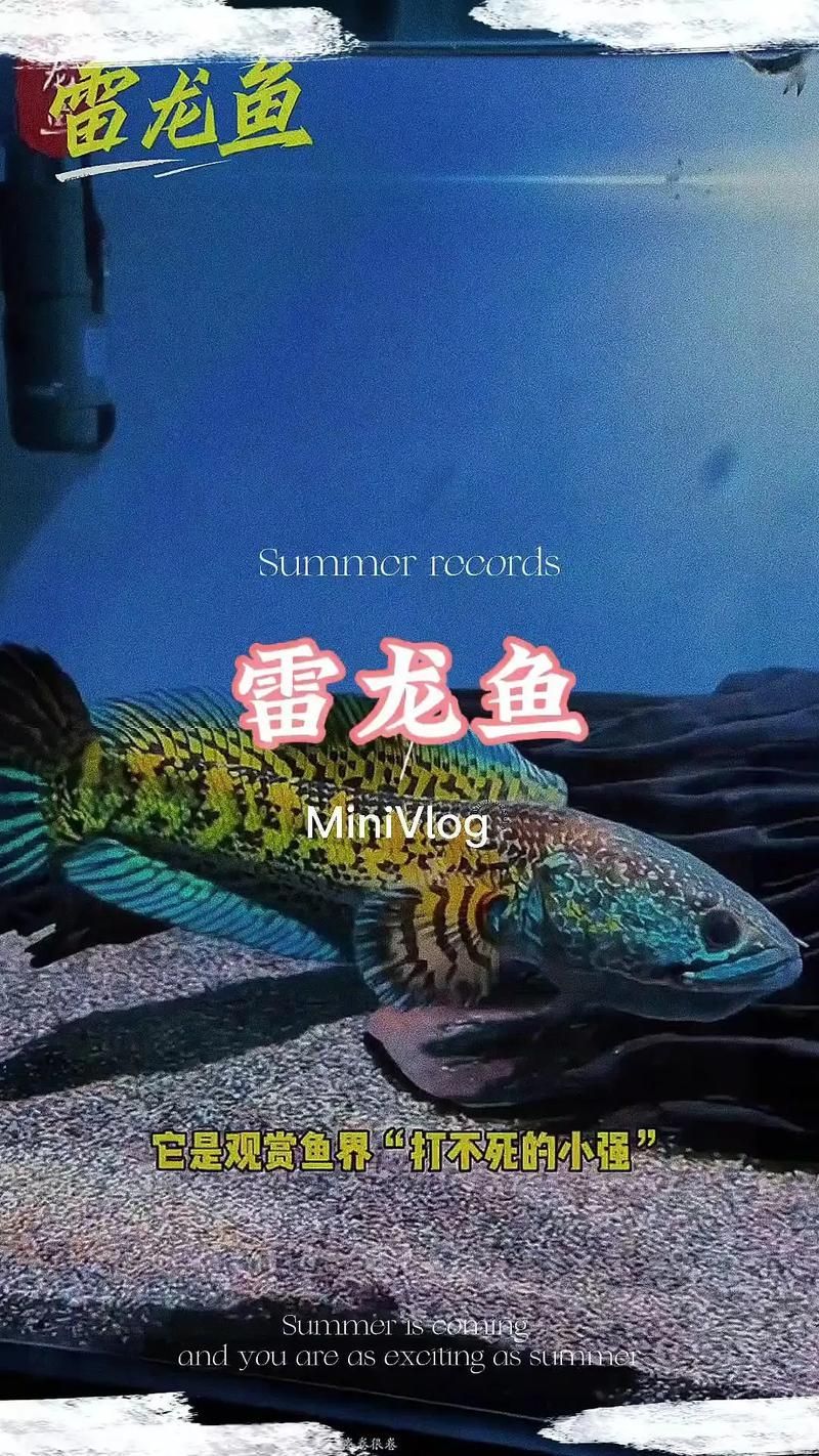 給我一些彩虹雷龍魚的圖片