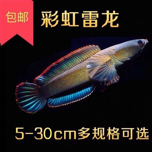 給我一些彩虹雷龍魚的圖片