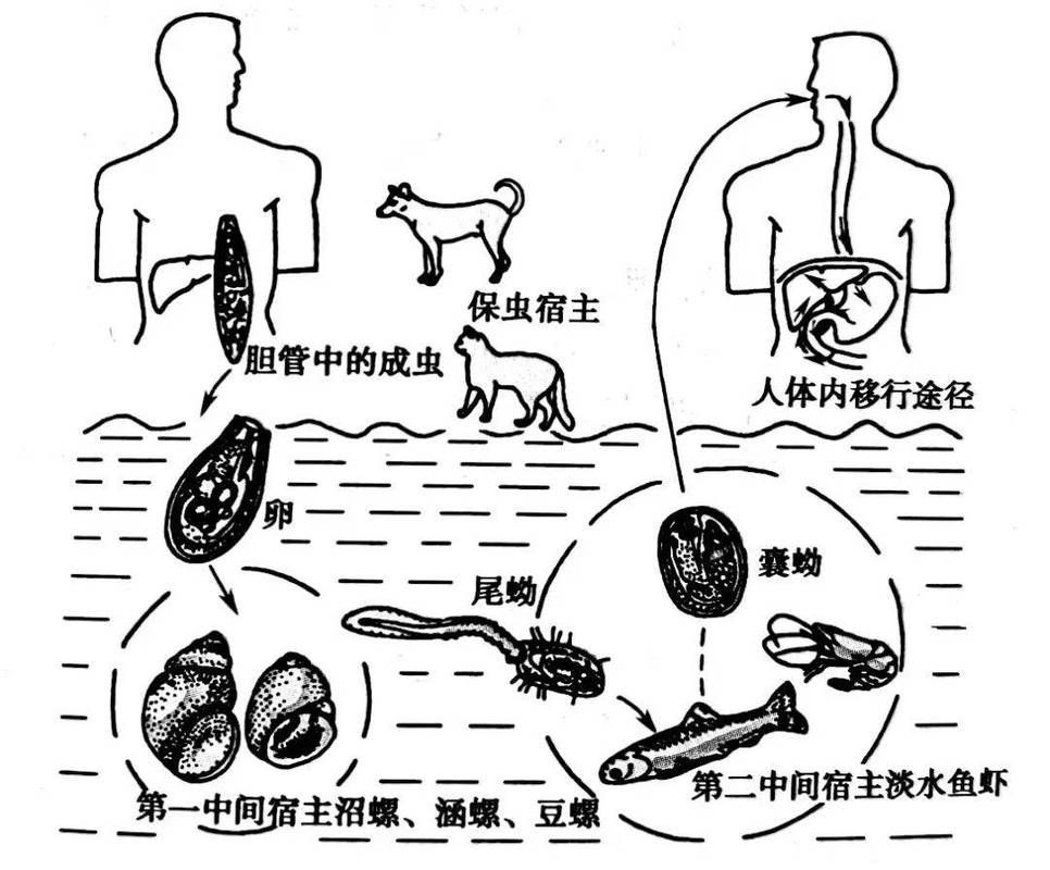 如何預防魚類寄生蟲感染，如何預防魚類寄生蟲感染：科學指南與實操策略