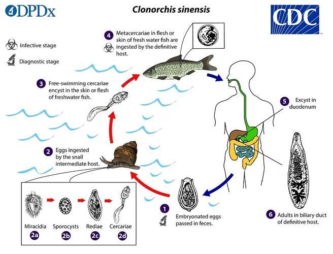 如何預防魚類寄生蟲感染，如何預防魚類寄生蟲感染：科學指南與實操策略