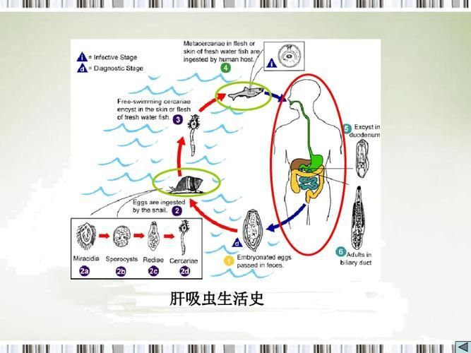 如何預防魚類寄生蟲感染，如何預防魚類寄生蟲感染：科學指南與實操策略