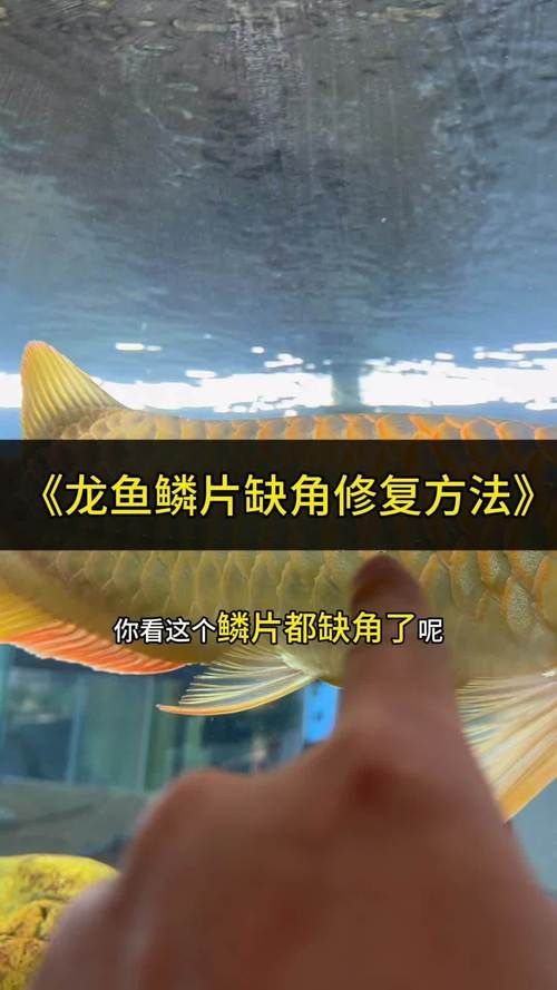 如何預防紅龍魚鱗片裂紋？，如何預防紅龍魚鱗片裂紋預防方案（arxiv論文助手）