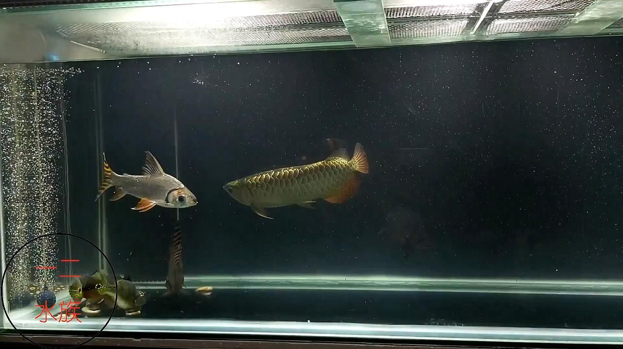 有哪些寓意吉祥的龍魚配魚品種？，龍魚配魚有什么寓意