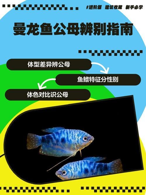 給我一些判斷曼龍魚健康的圖片，如何判斷曼龍魚健康狀態