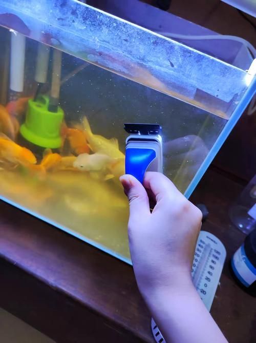 魚缸手動清理步驟，魚缸手動清理全流程詳解