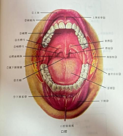 如何判斷龍魚是否需要開嘴？，——科學判斷龍魚是否需要“開嘴”