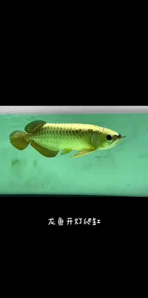 給我一些判斷龍魚是否需要開燈治療的圖片，如何判斷龍魚是否需要開燈治療？