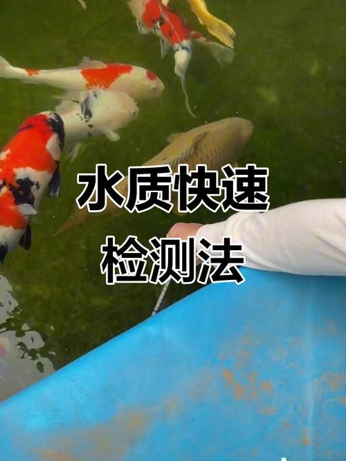 如何預(yù)防錦鯉爛尾病復(fù)發(fā)，如何預(yù)防錦鯉爛尾病